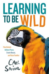 Learning to Be Wild Young Readers' Edition by Carl Safina cover shows a yellow and blue macaw parrot with its head cocked to one side, looking at the camera.